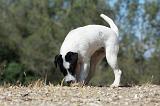 PARSON RUSSEL TERRIER 075